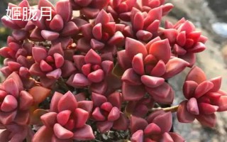 姬胧月和胧月有什么区别，前者是草本植物、后者是常绿灌木