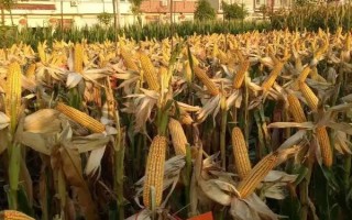 西南地区适合种植的玉米品种，常见的有鄂玉10号、强硕168等