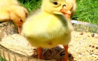 鹅啄破壳后多长时间能出来，通常5-12小时便可出壳