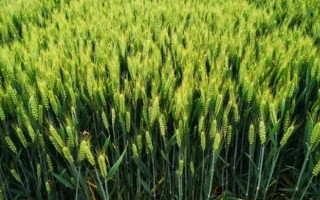 郑麦3596小麦种子特点，属半冬性中晚熟强筋品种