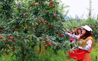 极早熟杏李风味玫瑰的特点，含糖量高于任何杏、李品种