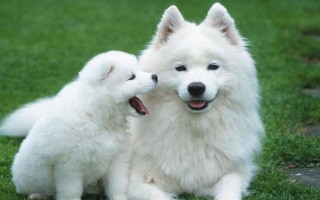 狗狗咳血怎么急救，先让它静卧休息再送到医院诊治