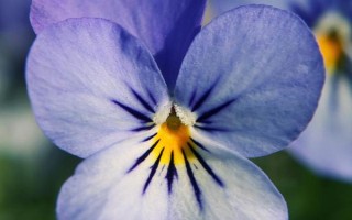 蝴蝶花有什么花语，具有请思念我、沉默的爱等寓意