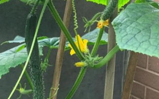 霜降过后可以在阳台上种什么蔬菜，可种植白菜、胡萝卜、大蒜等品种