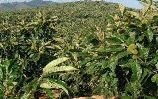 板栗只开花不结果原因，土壤不适合或者缺水都会导致