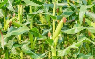 大禹901玉米品种的特性，生育期107天左右