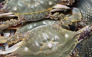 梭子蟹和大闸蟹哪个贵，梭子蟹价格更贵