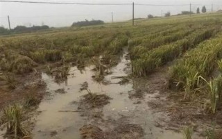 小麦叶尖发黄的原因，氮肥施用过多或除草剂药害均会导致