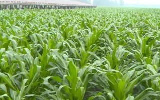 良早201玉米种子特点