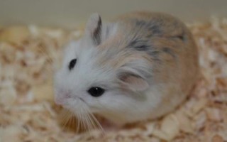 新手适合养哪种仓鼠,新手养成年的仓鼠比较合适