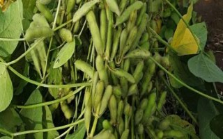 蒙豆160大豆种子特征特性,中低肥力地块亩保苗0—1万株