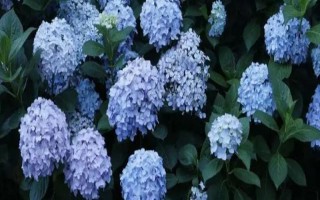 无尽夏在几月份长花苞，通常在每年4月份开始长花苞