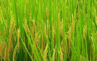 早优33水稻品种简介，全生育期117.7天