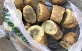 马铃薯为什么会黑心,病理性和生理性黑心的表现不同