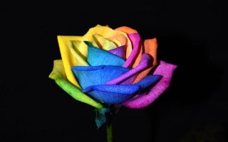 彩虹玫瑰的花语，花语为浪漫、梦幻、幸福等