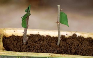 三角梅的扦插繁殖方法，枝条需要适当修剪后再扦插