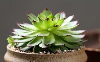 养殖观音莲的方法，家庭养殖可放在通风、无直射光的环境中