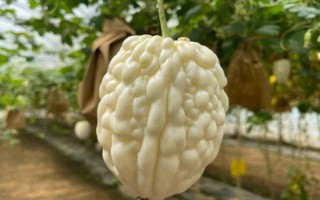 种植苦瓜的时间和方法，北方地区3-4月份可在棚内育苗、长江流域在3月份播种