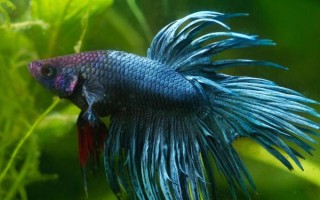 斗鱼能不能养在大缸中，可以饲养但会影响观赏