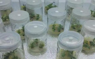 枣树的种植技术,一般分为春栽和秋栽