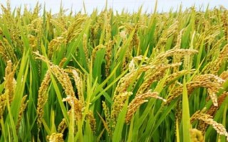 如何简单的提高作物产量，应在这四个方面着手
