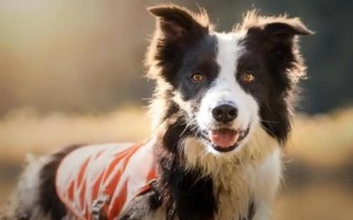 狗狗走路不稳容易摔倒的原因，可能是指甲太长或髋关节发育不良