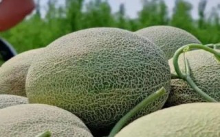 哈密瓜的产地，在我国主产于新疆