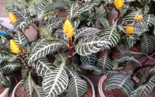 银脉爵床的养殖方法,养护时需将室温控制在18-25℃之间