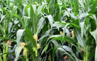 科育192玉米种子特点，4月底－5月上旬播种