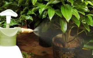 养花浇水要注意什么，等土壤干燥后再提供水分