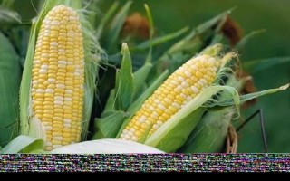 雄玉1587玉米种子特征特性，注意防治玉米螟