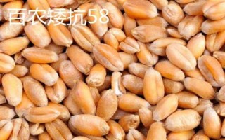 优质小麦种子介绍，要选择适合当地栽种的品种