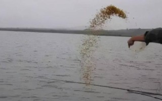 钓草鱼要用什么东西泡制玉米粒,可用蜂蜜、高度曲酒进行泡制