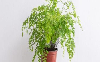 铁线蕨的养殖方法,主要采用分株繁殖和孢子繁殖