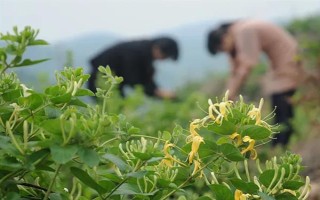金银花什么时候采摘，在白蕾前期和白蕾期采摘为佳