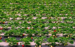 草莓简介，果实是由花托发育而成的