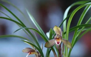 影响兰花生长的因素，温湿度一定要控制到位