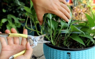 如何修剪垂下来的绿萝，剪除下垂枝条的顶部嫩芽