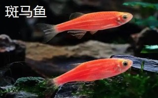 热带鱼多久繁殖一次，通常30-60天繁殖一次