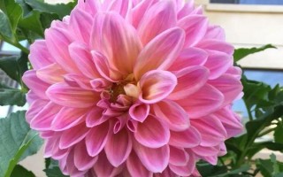 大丽花的开放时间，花期6-12月份