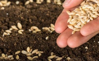 小麦如何种植，选择疏松肥沃、排水透气性良好的土壤