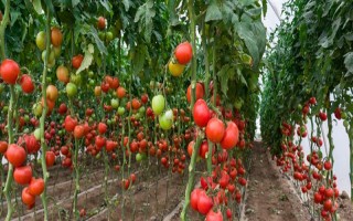 无土栽培蔬菜有哪些，常见的有番茄、苦瓜等