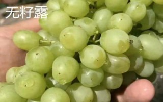 绿色葡萄品种,包括碧香无核、阳光玫瑰、绿玫瑰等类型