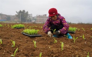 怎么用地膜种玉米，育苗移栽需要先栽苗再覆膜