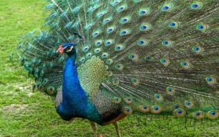 公孔雀开屏吗，只有公孔雀会开屏