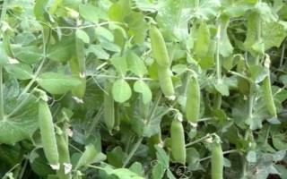 豆苗适合长在哪种土壤中，选择通气良好的沙壤土里比较好