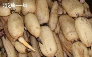 莲藕哪些品种比较好,鄂莲系列具有较高的品质