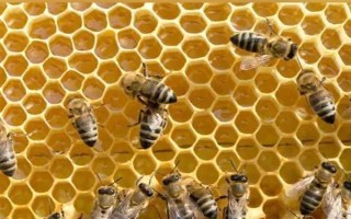 蜜蜂如何养殖，了解蜜蜂的生活习性是前提