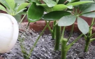 鹅掌木怎么养，每隔5-10天给植株浇水一次