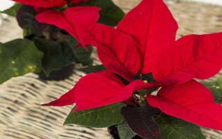 一品红能不能净化空气，可吸收有害气体并增加湿度